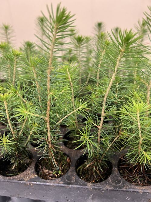 Hovedbilde Gran M4 1/0 M95